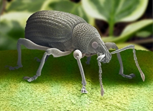 Drucke von Schwarze Weinwurmer (Otiorhynchus sulcatus), auf einer Blätterfläche, farbige Scanning-Elektronen-Mikroskopie (SEM) Bilder Datiert 2003 Mai: Schwarze Weinwurm, SEM