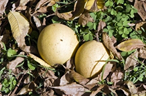 Autumn Fruit Drucke: Black walnuts