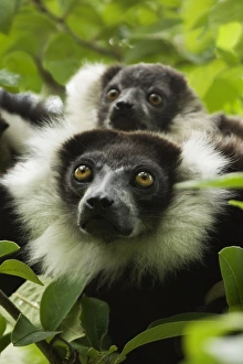 Rare Primate Photos Drucke: Black and white ruffed lemurs