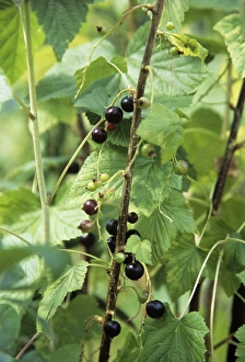 Vitamin C Sources Drucke: Blackcurrants (Ribes sp. )