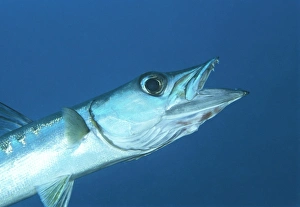 Drucke von Schwarzbach-Schleichen (Sphyraena qenie) mit offenen Mündern und scharfen Zähnen. Dieser Fisch ist ein schneller und hungriger Jäger, der eine Länge von über 1 Metert erreicht Bilder Datiert 2004 Juni: Schwarzbarsch-Barrakuda