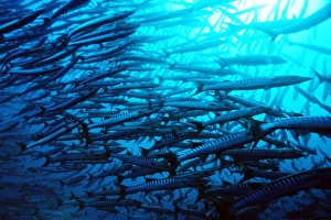 Blackfin Barracuda Drucke: Blackfin barracuda shoal