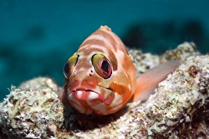 Andaman Sea Fish Drucke: Blacktip grouper