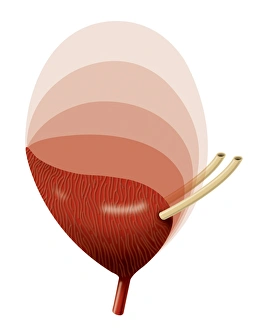 Human Anatomy Art Drucke: Bladder expansion, artwork