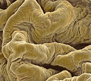 Drucke von Blattentuchlinie . Farbige Rasterelektronenmikroskopaufnahme (SEM) der inneren Oberflächenfalten eines Blasens in seinem verkrampften Zustand Bilder Datiert 2003 Mai: Harnröhrenhaut, SEM