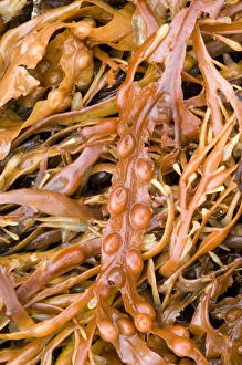Bladder Wrack Drucke: Bladder wrack