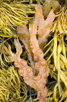 Bladder Wrack Drucke: Bladder wrack and other seaweeds