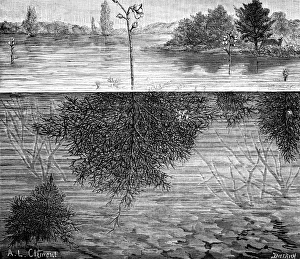 Carnivorous Plants Drucke: Bladderwort in a lake