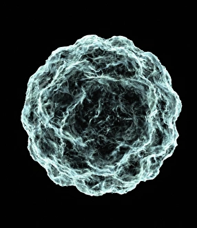 Fetal Development Stages Drucke: Blastocyst, artwork