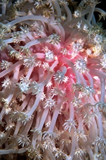 Drucke von Weich korallenblätter aus dem Weißbleichen der Seerote im Meerwasser verblasst durch die Absonderung symbiotischer Einzelzellenalgen namens zooxanthellae, die innerhalb ihrer Gewebe leben Bilder Datiert 2007 Juni: Weiches Korallenbleicht
