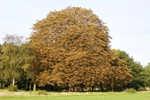Drucke von Blutender Rost. Gelbverfärbung der Blätter an einem Eiche (Aesculus hippocastanum). Dieser Krankheitserreger zerstört die Borke, das Zambiumgewebe und den Phloem (Zuckerleitgewebe) Bilder Datiert 2006 Dezember: Blutiger Kanzlerkern