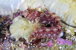 Blenny Fish Drucke: Blenny C015 / 8802