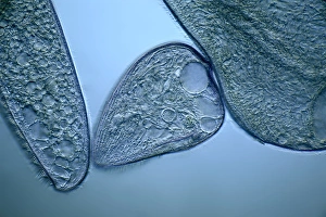 Light Microscopy Images Drucke: Blepharisma protozoa, light micrograph