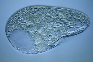 Light Microscopy Images Drucke: Blepharisma protozoan, light micrograph