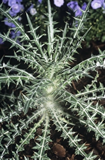 Plant Identification Guide Drucke: Blessed thistle plant