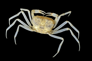 Borneo Wildlife Drucke: Blind cave crab