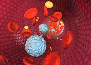 Cell Biology Images Drucke: Blood cells, computer artwork