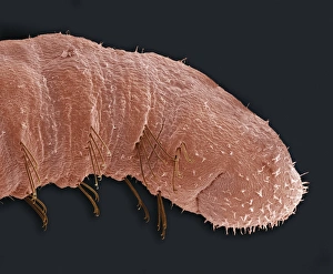 Red Coloured Insects Drucke: Bloodworm, SEM