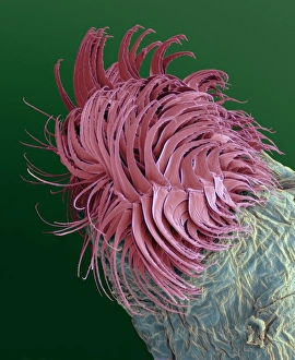 Drucke von Blutwurmer Schwanz. Farbige Rastspiegelungselektronenmikroskopie (SEM) des Schwans einer Blutwurmartigkeitslarve (Chironomus sp.) Bilder Datiert 2004 Oktober: Blutwurmer Schwanz