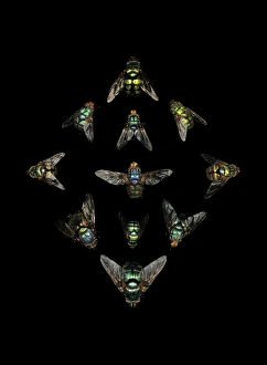 Bilder Datiert 21. Dezember 2012: Blowflies