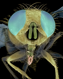 Compound Eyes Insect Drucke: Blowfly head, SEM