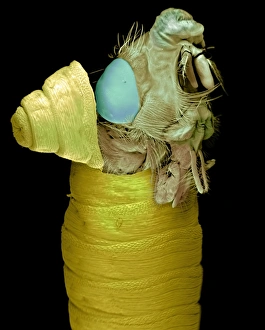 Drucke von Blowfly-Pupa-Hatchung: Farbenfrohes Elektronenmikroskopbild (SEM) von einer Calliphora vicina Bläulfliegenadulte, die aus ihrem Puppenstadium austritt Bilder Datiert 2003 Januar: Fliegenpilzlarve ausbrüten, SEM