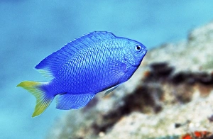 Tropical Fish Drucke: Blue damselfish