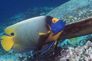 Tropical Aquarium Fish Drucke: Blue-face angelfish