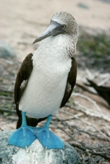 Drucke von Blaufüßlerbohne (Sula nebouxii). Diese Seevogel bewohnt die Küstenregionen West-Südamerikas Bilder Datiert 2006 Februar: Blaufüßiger Boobauschwingel
