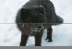 Rare Animal Photos Drucke: Blue fox