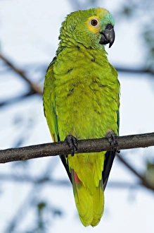 Seed Eating Birds Drucke: Blue-fronted parrot