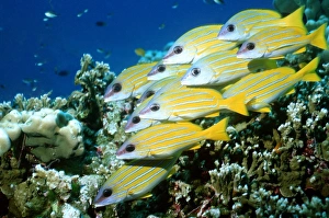 Indo Pacific Fish Drucke: Blue-lined snappers
