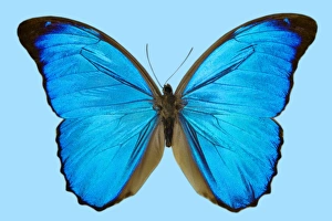 Blue Morpho Butterfly Drucke: Blue morpho butterfly