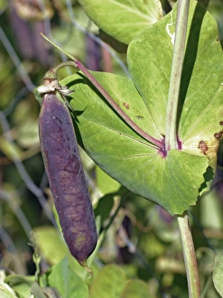 Pisum Sativum Images Drucke: Blue pea pod