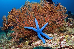 Coral Reef Ecosystem Drucke: Blue seastar