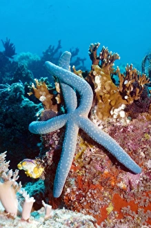 Drucke von Blauer Sterneockern (Linckia laevigata) auf Korallen. Dieser Sternenocker wird im indopazifischen Gebiet gefunden und wurde von der Kamera abgefangen, die sich vor Komodo in Indonesien befand Bilder Datiert 2009 Januar: Blauer Sternstern