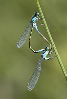 Blau Schwanz-Dammlerfliege