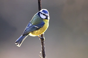 Woodland Birds UK Drucke: Blue tit