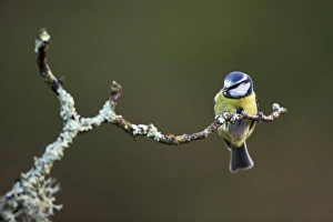 UK Wildlife Photos Drucke: Blue tit on a branch