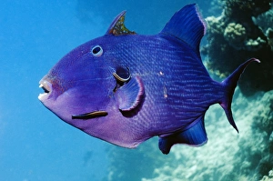 Tropical Sea Creatures Drucke: Blue triggerfish and cleaner wrasse