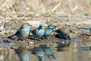 Watering Hole Wildlife Scene Drucke: Blue waxbills drinking