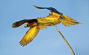 Ara Ararauna Species Drucke: Blue and yellow macaws