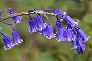 Wildflower Meadow Photos Drucke: Bluebell (Endymion non-scriptus)
