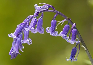 Bluebell Flower Drucke: Bluebell (Hyancinthoides non-scripta)