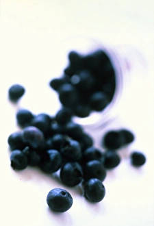 Drucke von Blaubeeren Blaubeeren aus einem halbgeöffneten Topf fallen heraus. Die blauebeeren sind die Frucht des Vaccinium-Spitzkirschebusch Bilder Datiert 2003 April: Blueberries