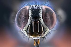 Compound Eyes Insect Drucke: Bluebottle