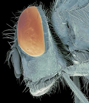 Coloured SEM Images Of Insects Drucke: Bluebottle fly head, SEM