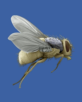 Compound Eye Insect Drucke: Bluebottle fly, SEM