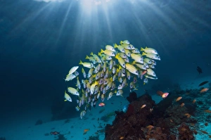 Tropical Coral Reefs Drucke: Blueline snappers