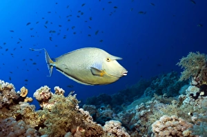 Reef Fish Species Drucke: Bluespine unicornfish
